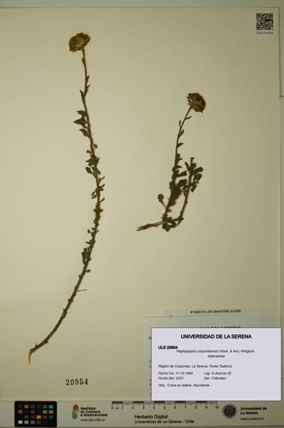 Haplopappus coquimbensis [Espécimen: ULS:ULS:0020954]