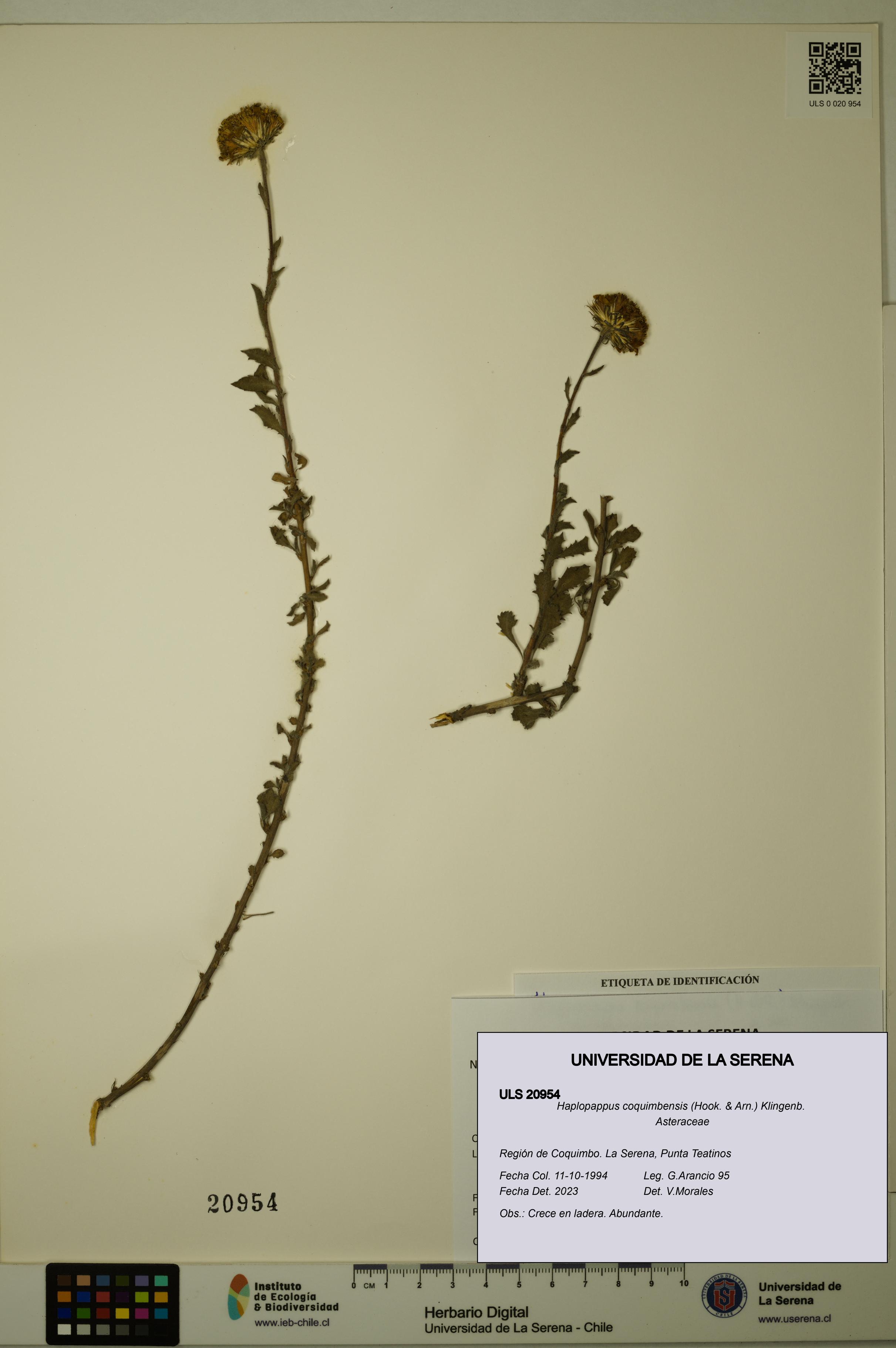 Haplopappus coquimbensis [Espécimen: ULS:ULS:0020954]