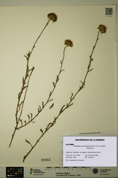 Haplopappus coquimbensis [Espécimen: ULS:ULS:0020955]