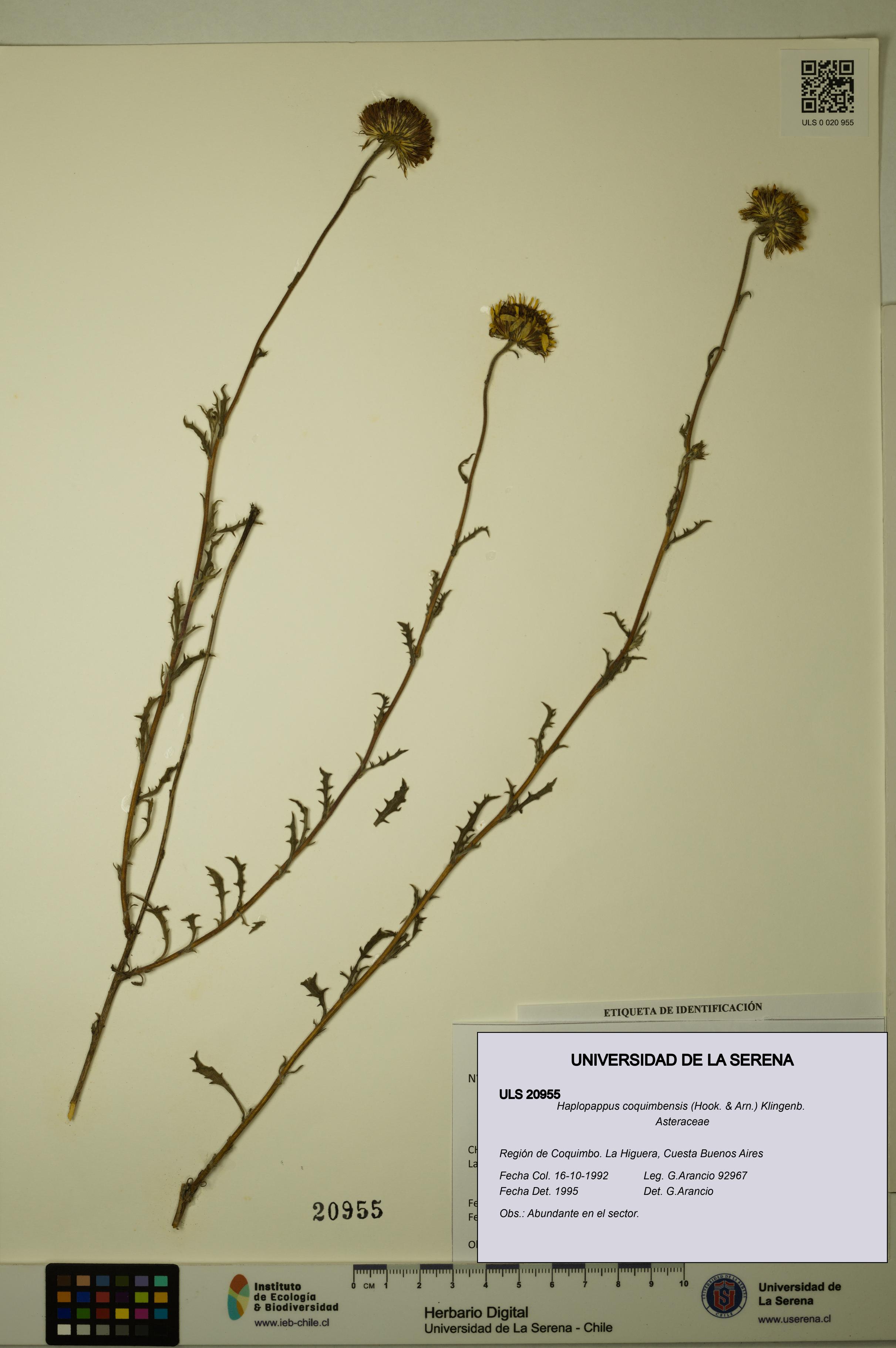 Haplopappus coquimbensis [Espécimen: ULS:ULS:0020955]