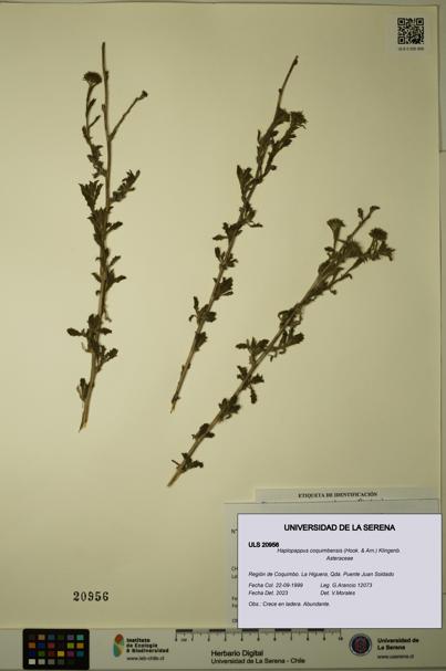 Haplopappus coquimbensis [Espécimen: ULS:ULS:0020956]
