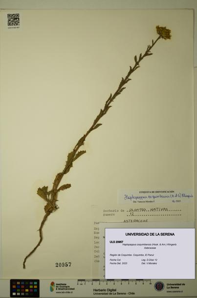 Haplopappus coquimbensis [Espécimen: ULS:ULS:0020957]