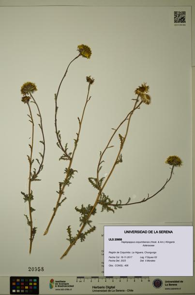 Haplopappus coquimbensis [Espécimen: ULS:ULS:0020958]
