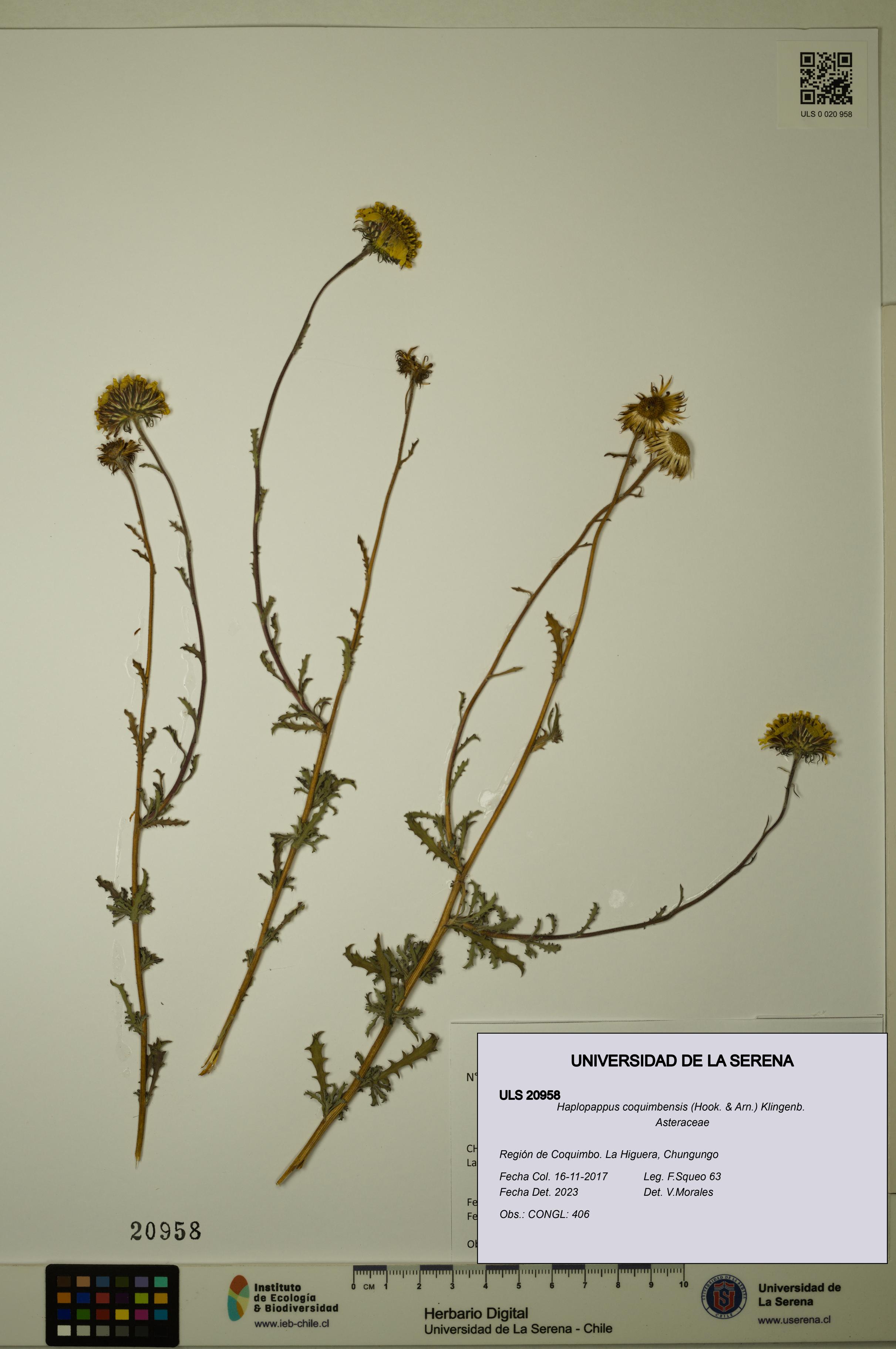 Haplopappus coquimbensis [Espécimen: ULS:ULS:0020958]
