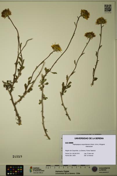 Haplopappus coquimbensis [Espécimen: ULS:ULS:0020959]
