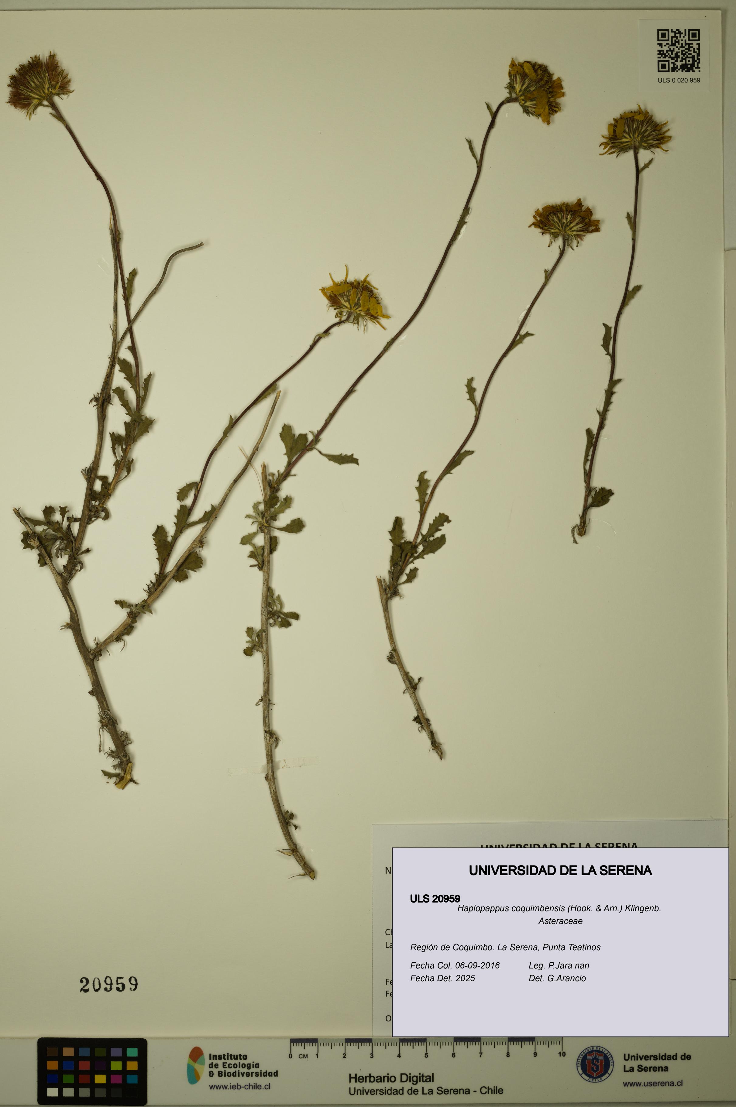 Haplopappus coquimbensis [Espécimen: ULS:ULS:0020959]