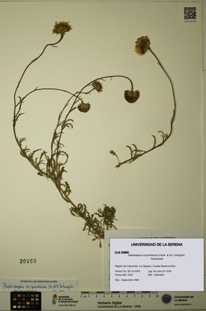 Haplopappus coquimbensis [Espécimen: ULS:ULS:0020960]