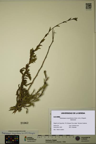 Haplopappus coquimbensis [Espécimen: ULS:ULS:0020962]