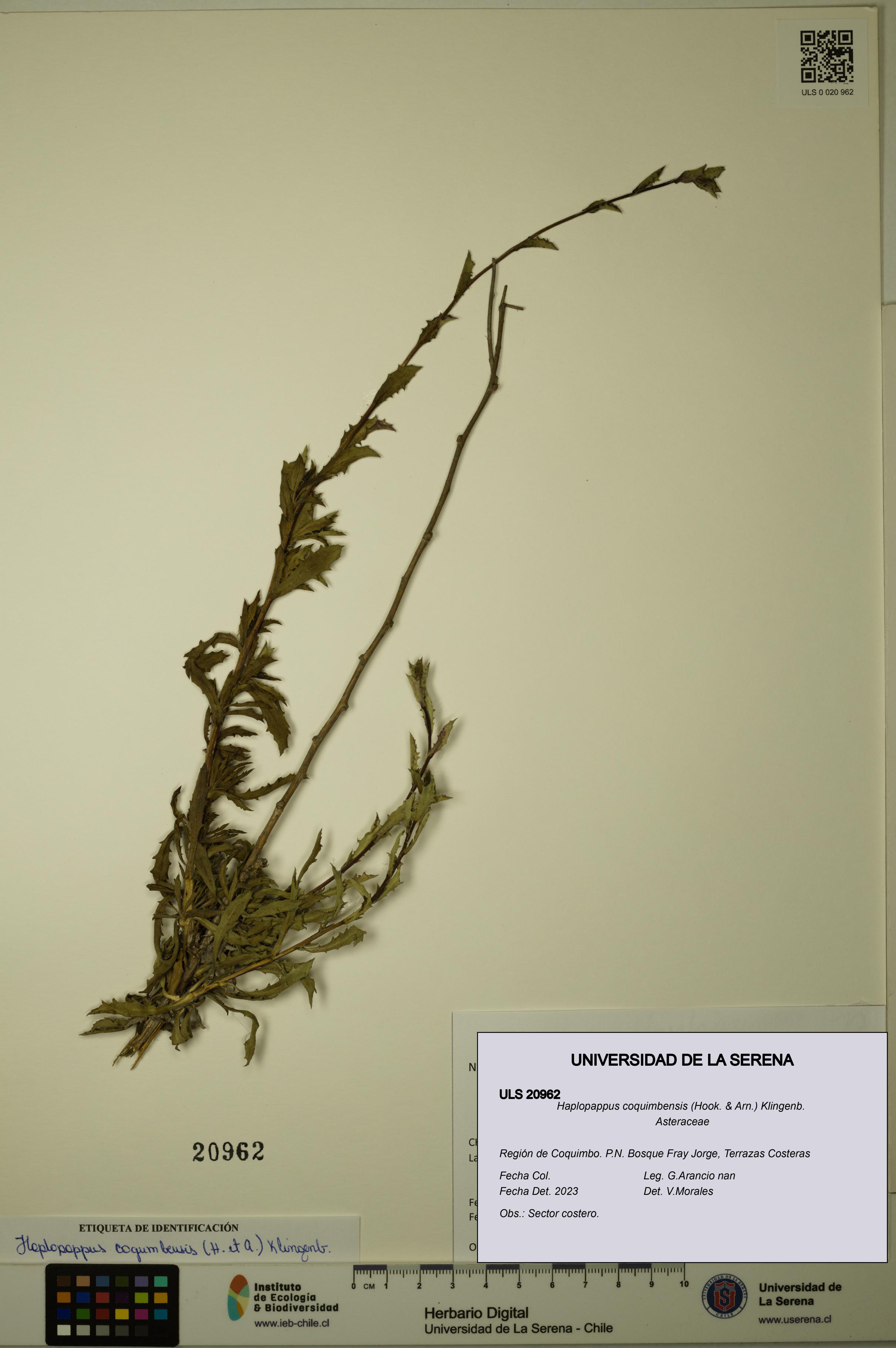 Haplopappus coquimbensis [Espécimen: ULS:ULS:0020962]