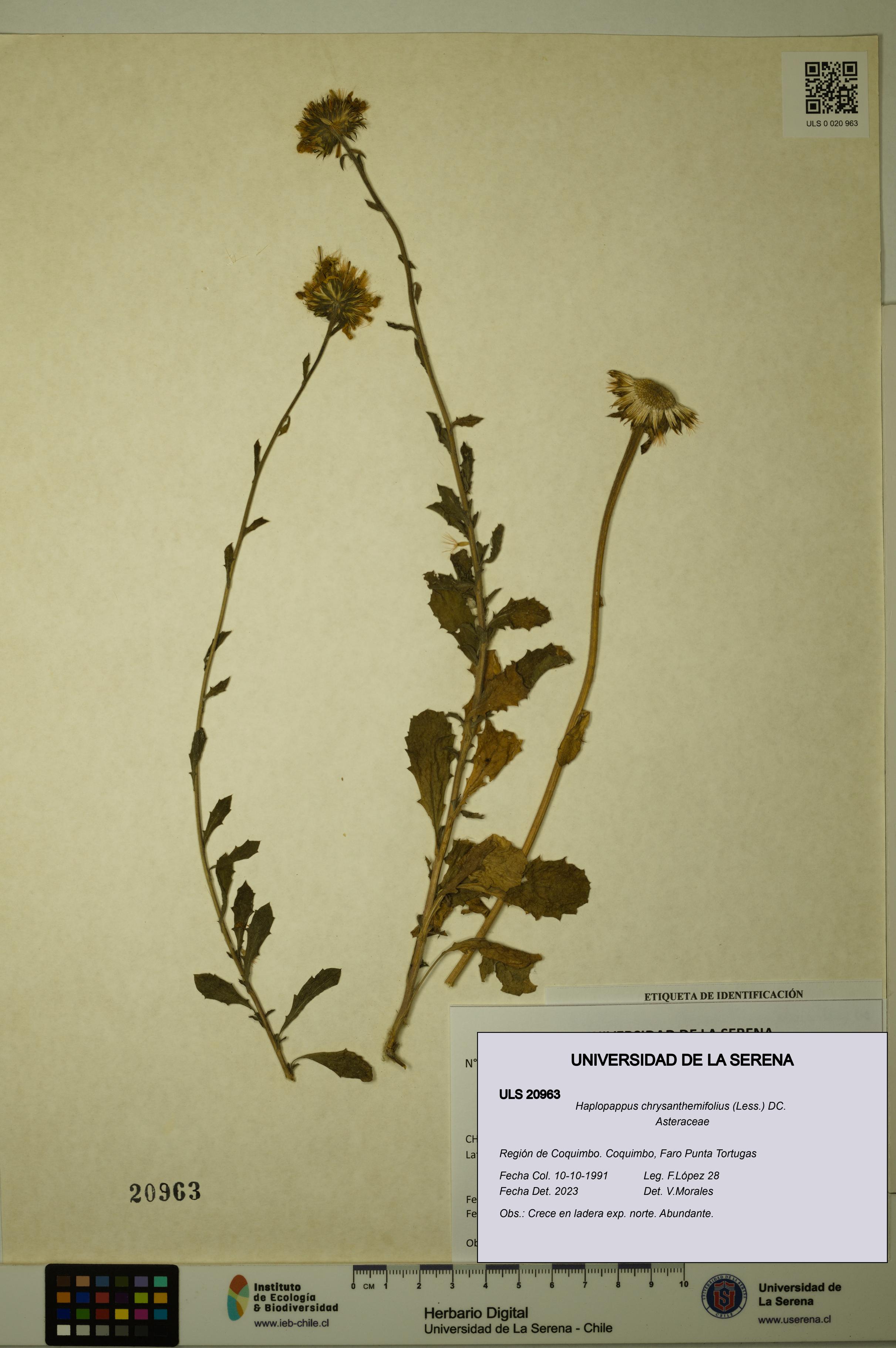 Haplopappus chrysanthemifolius [Espécimen: ULS:ULS:0020963]