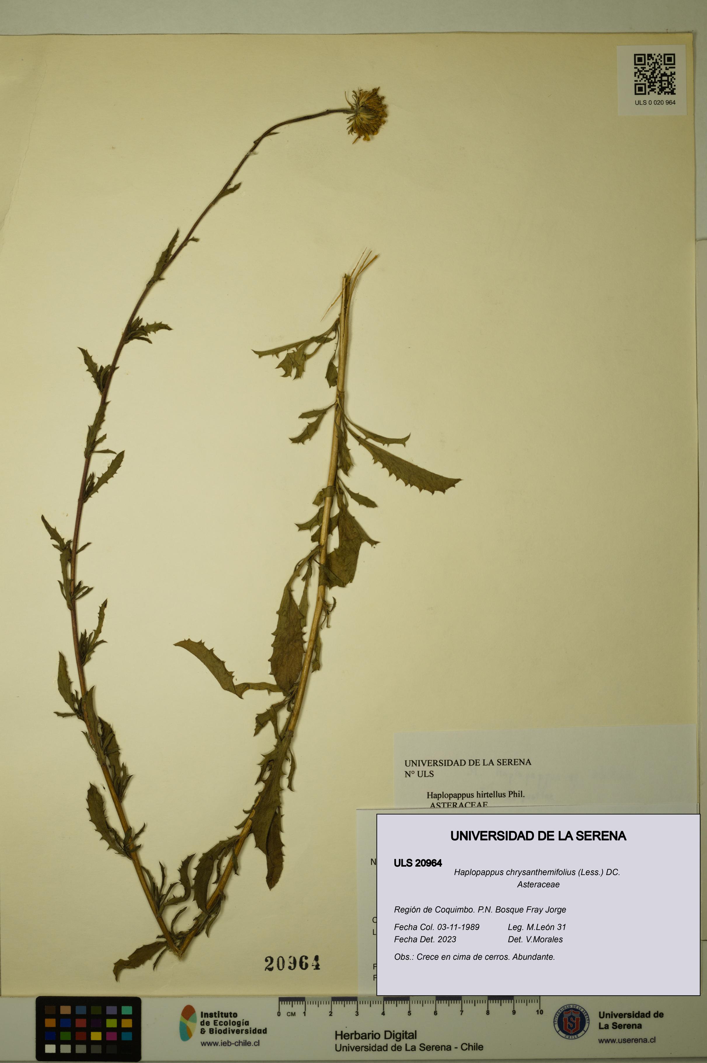 Haplopappus chrysanthemifolius [Espécimen: ULS:ULS:0020964]