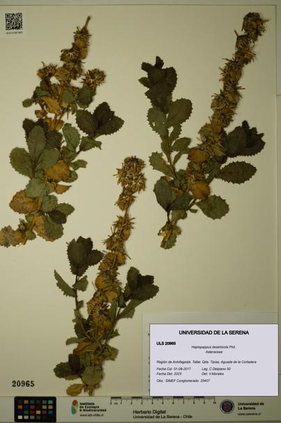 Haplopappus deserticola [Espécimen: ULS:ULS:0020965]