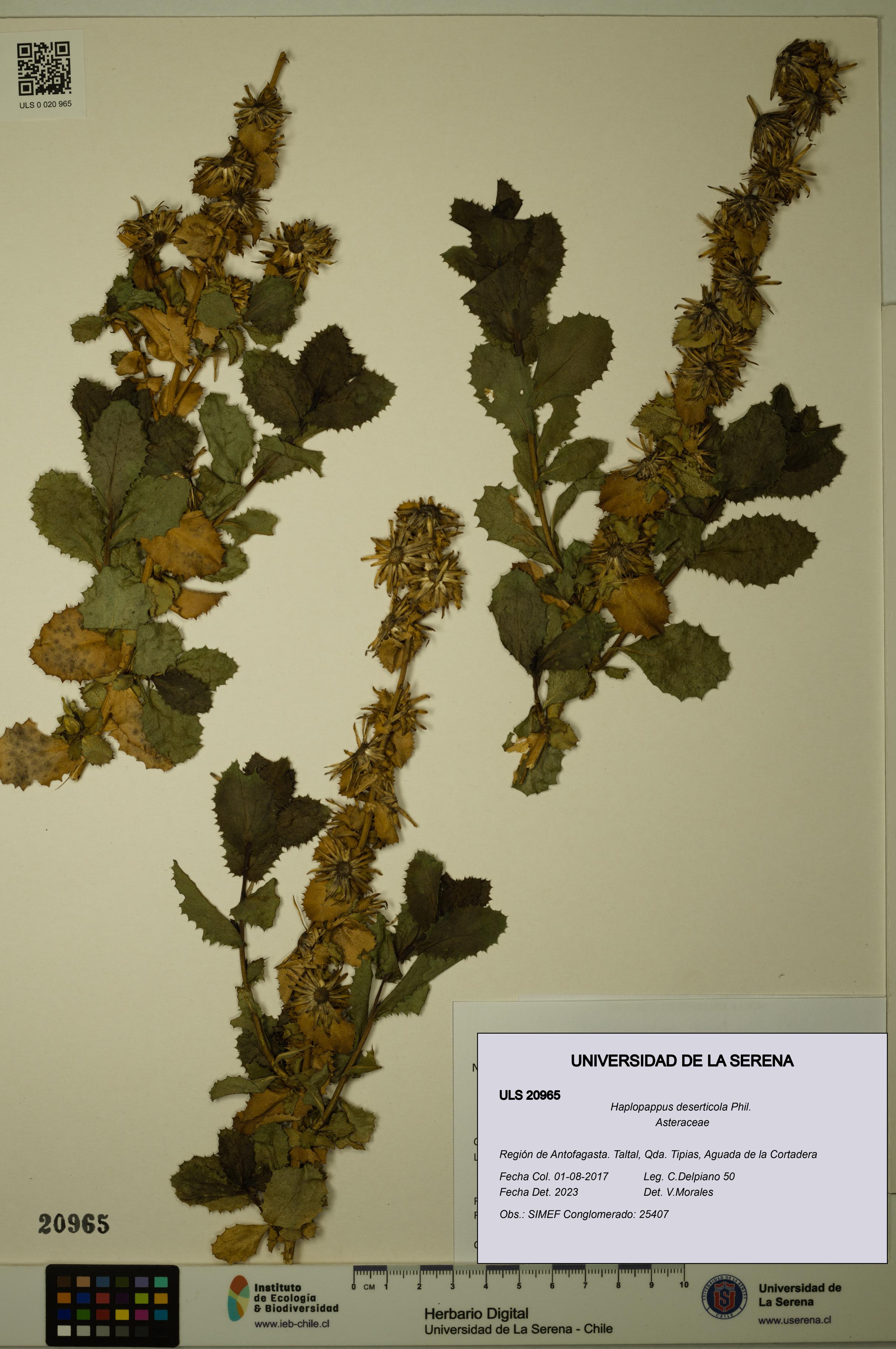 Haplopappus deserticola [Espécimen: ULS:ULS:0020965]
