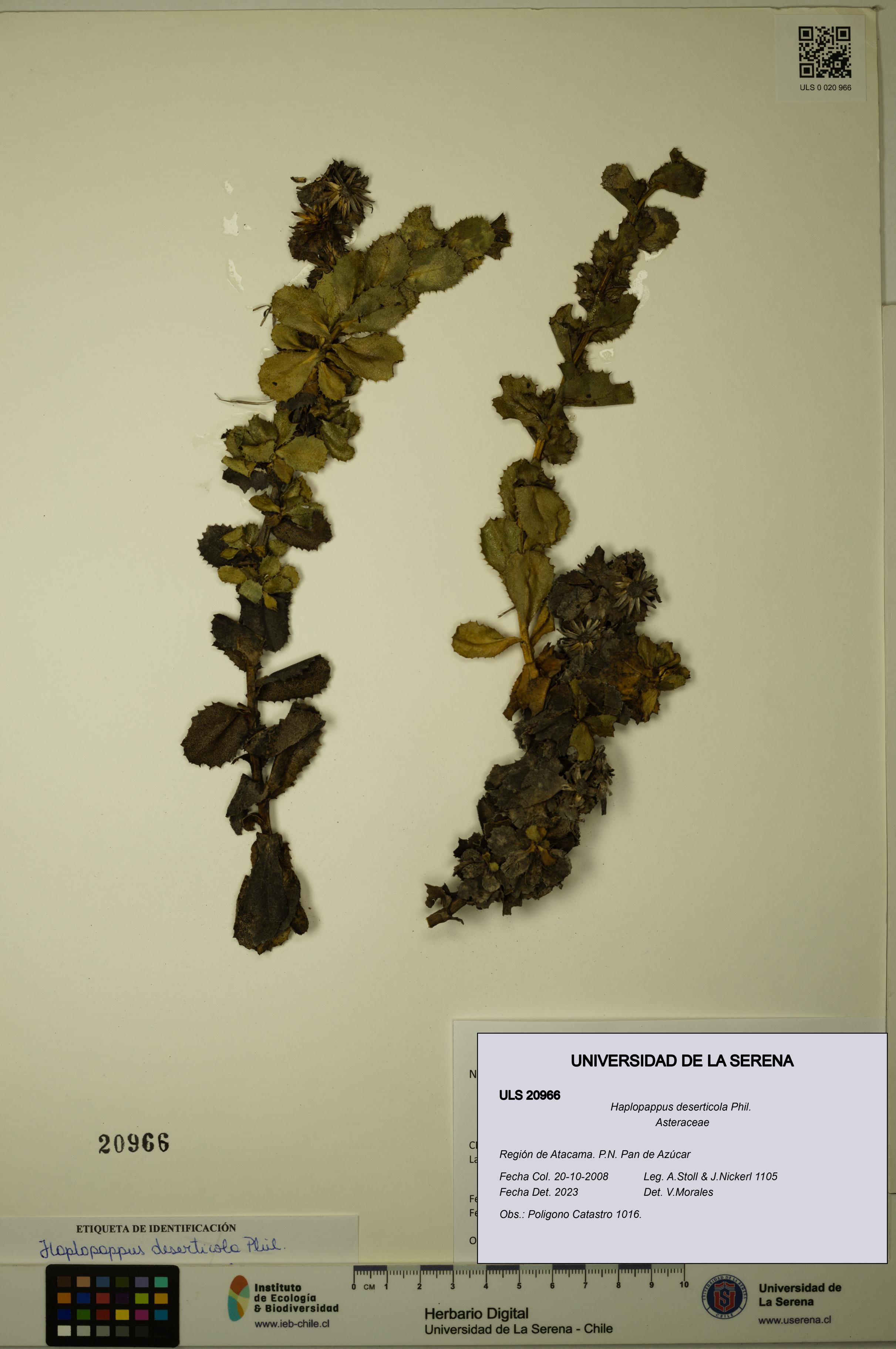 Haplopappus deserticola [Espécimen: ULS:ULS:0020966]