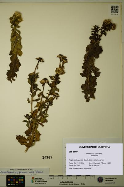 Haplopappus foliosus [Espécimen: ULS:ULS:0020967]