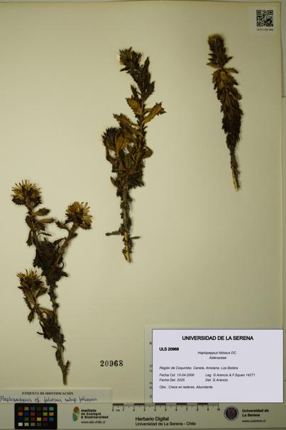 Haplopappus foliosus [Espécimen: ULS:ULS:0020968]