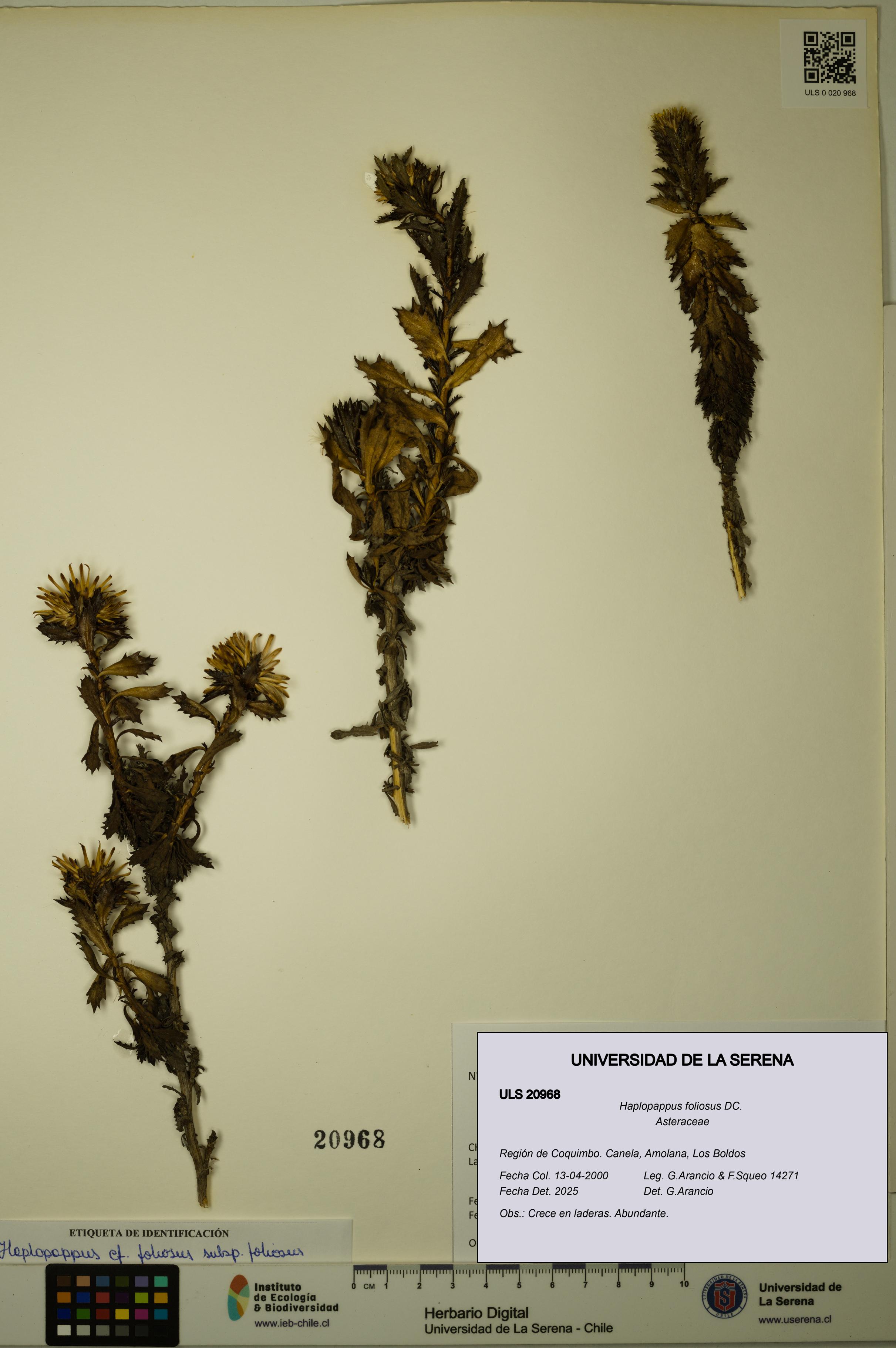 Haplopappus foliosus [Espécimen: ULS:ULS:0020968]