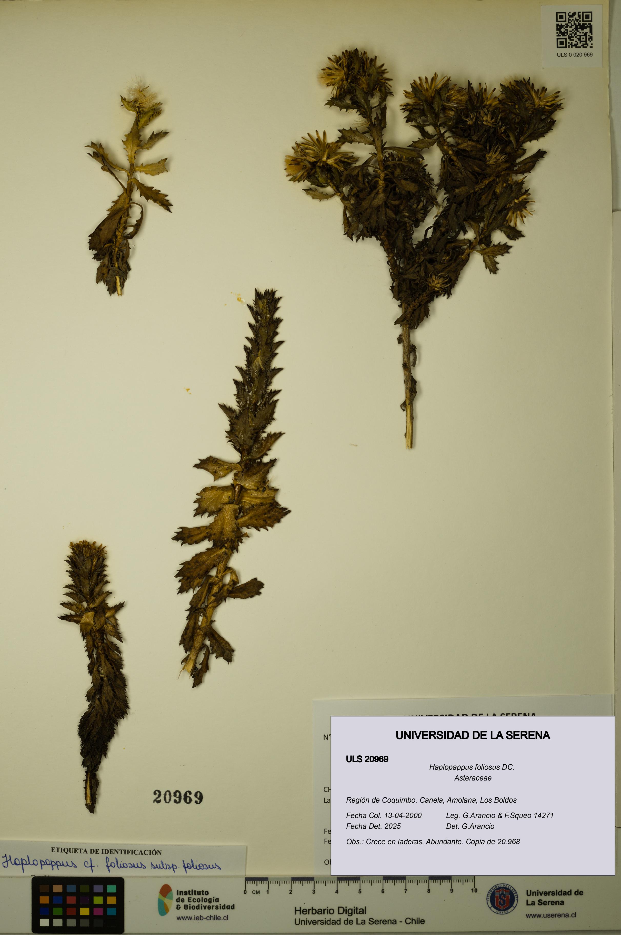 Haplopappus foliosus [Espécimen: ULS:ULS:0020969]