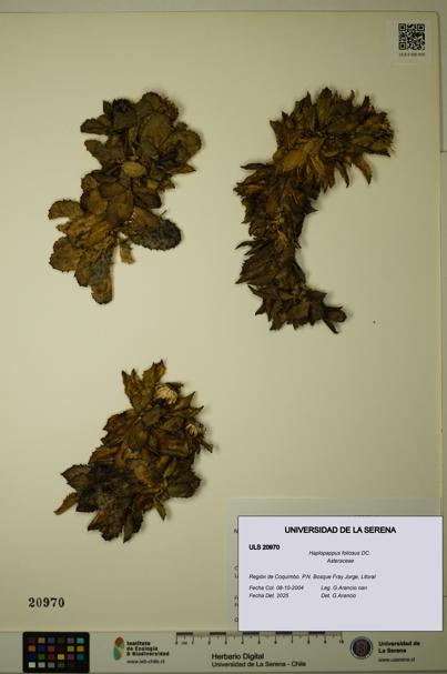 Haplopappus foliosus [Espécimen: ULS:ULS:0020970]