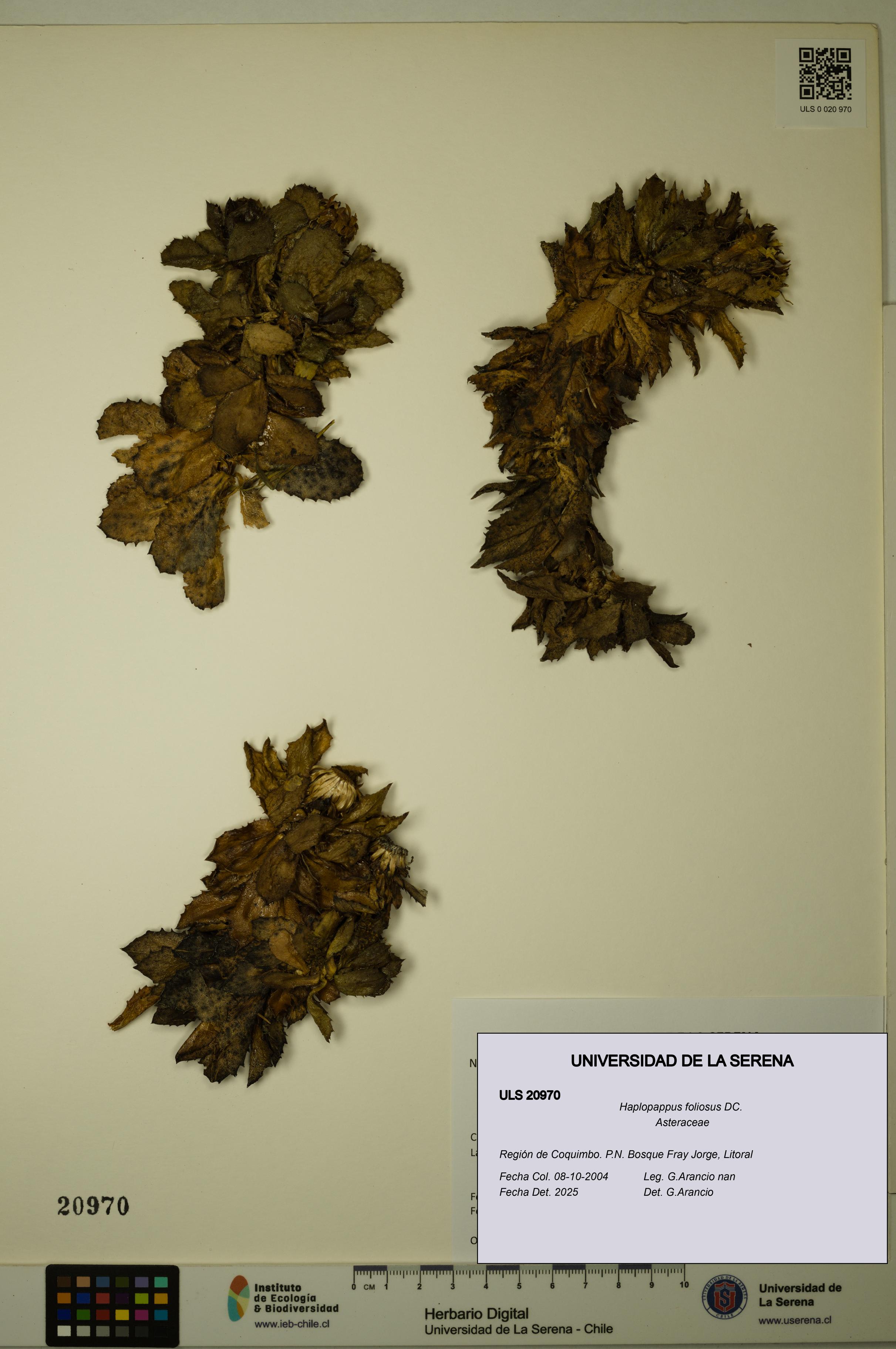 Haplopappus foliosus [Espécimen: ULS:ULS:0020970]