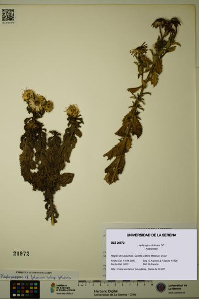 Haplopappus foliosus [Espécimen: ULS:ULS:0020972]