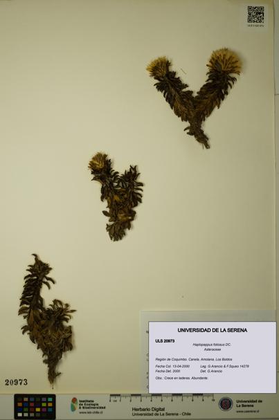 Haplopappus foliosus [Espécimen: ULS:ULS:0020973]