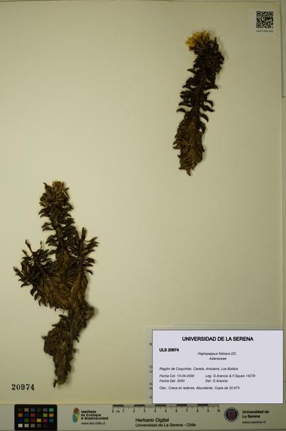 Haplopappus foliosus [Espécimen: ULS:ULS:0020974]