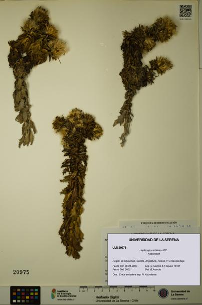Haplopappus foliosus [Espécimen: ULS:ULS:0020975]