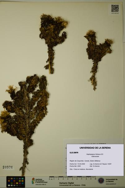 Haplopappus foliosus [Espécimen: ULS:ULS:0020976]