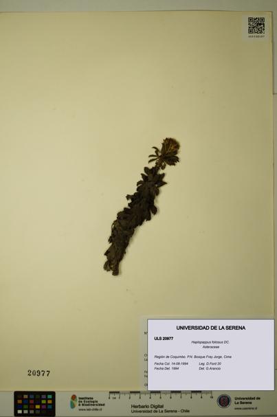 Haplopappus foliosus [Espécimen: ULS:ULS:0020977]