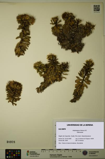 Haplopappus foliosus [Espécimen: ULS:ULS:0020978]
