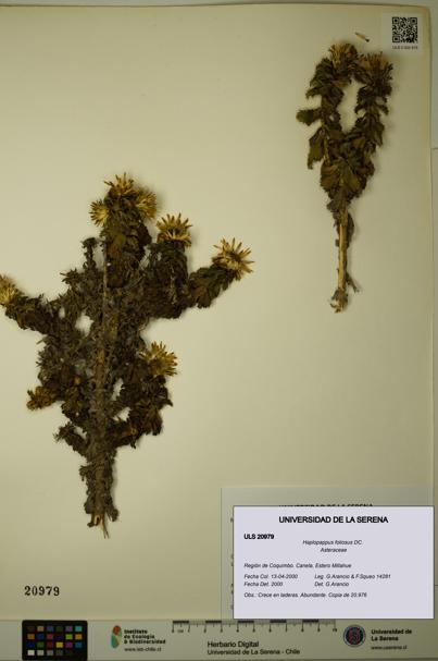 Haplopappus foliosus [Espécimen: ULS:ULS:0020979]