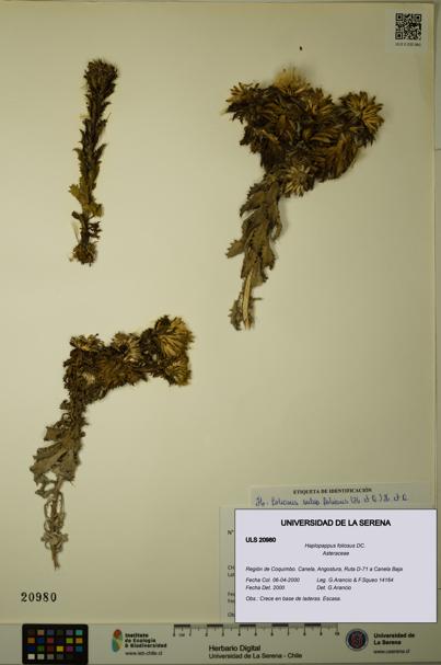 Haplopappus foliosus [Espécimen: ULS:ULS:0020980]