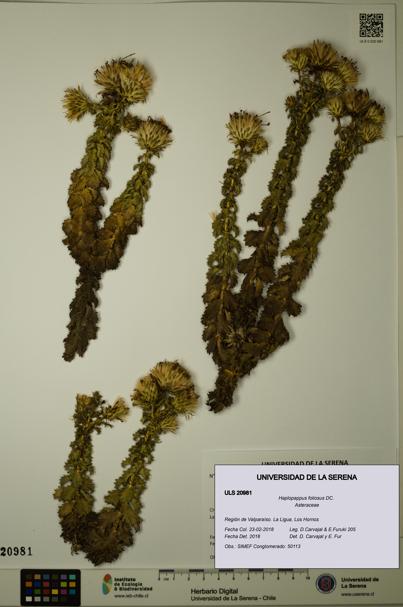 Haplopappus foliosus [Espécimen: ULS:ULS:0020981]