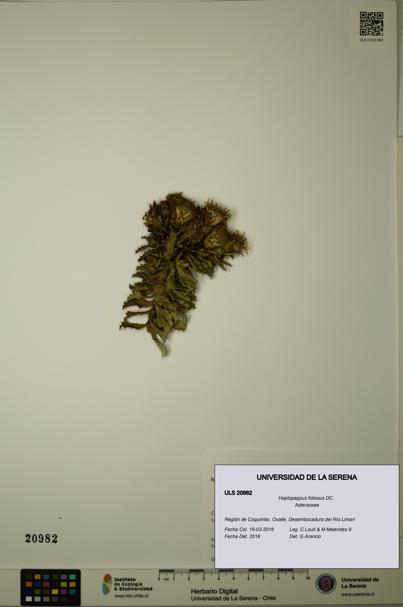 Haplopappus foliosus [Espécimen: ULS:ULS:0020982]