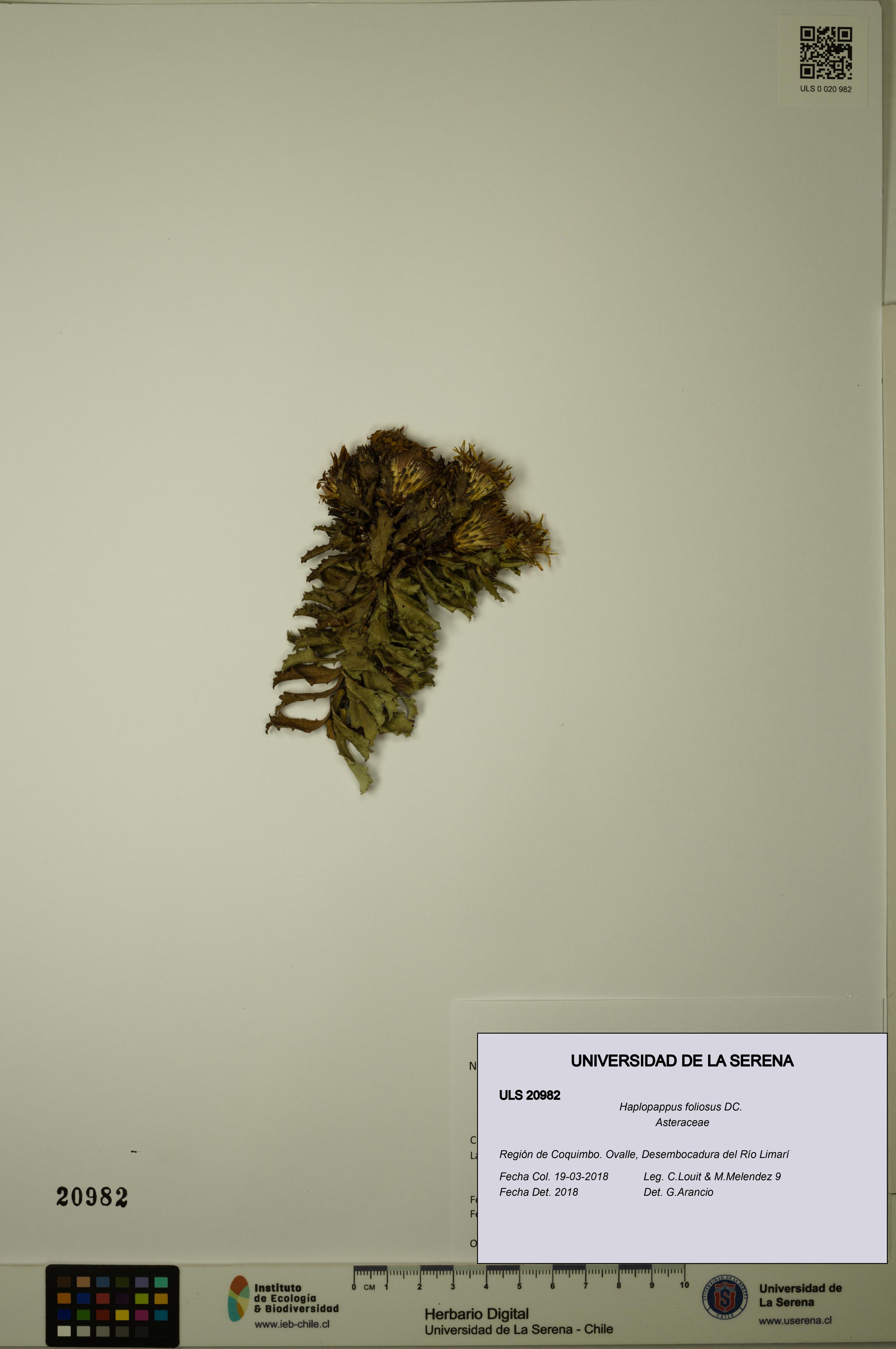 Haplopappus foliosus [Espécimen: ULS:ULS:0020982]