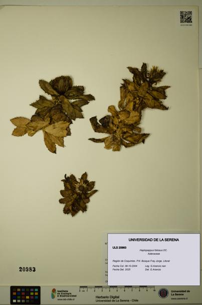 Haplopappus foliosus [Espécimen: ULS:ULS:0020983]