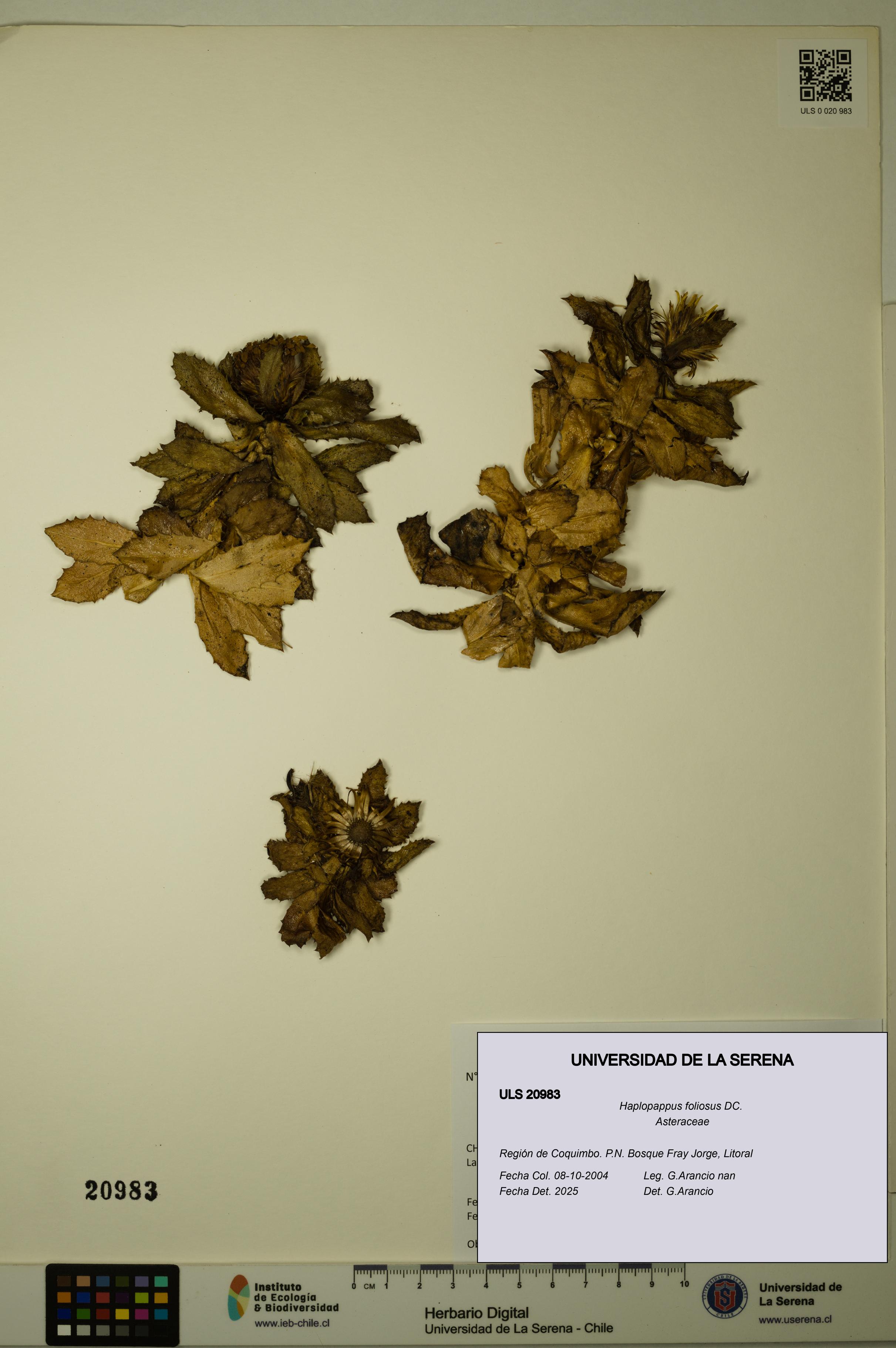 Haplopappus foliosus [Espécimen: ULS:ULS:0020983]