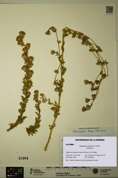 Haplopappus kingii [Espécimen: ULS:ULS:0020984]