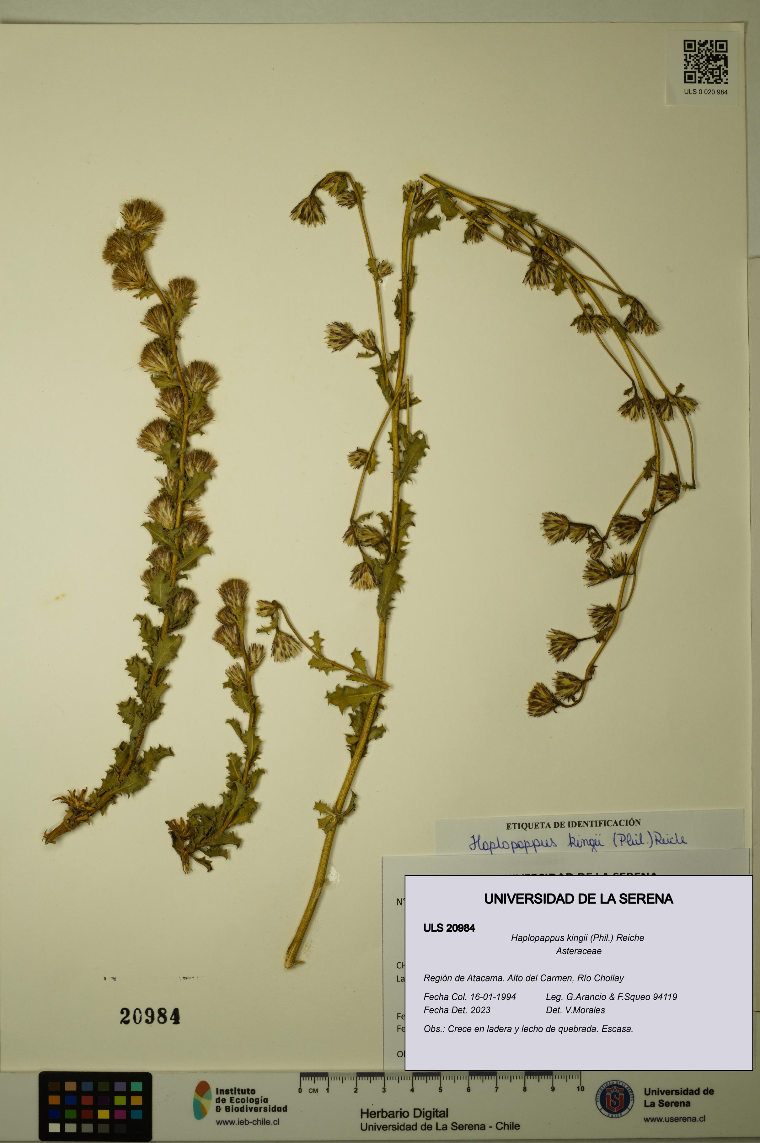 Haplopappus kingii [Espécimen: ULS:ULS:0020984]