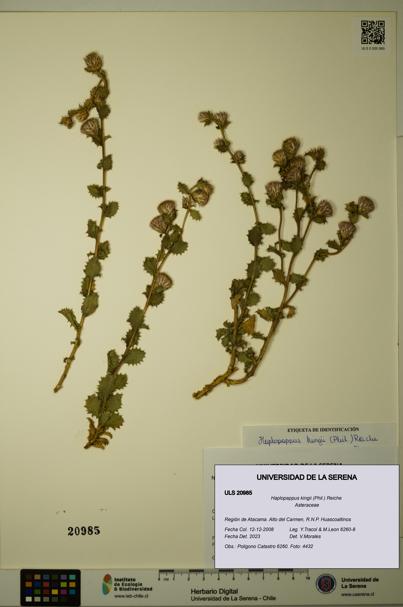 Haplopappus kingii [Espécimen: ULS:ULS:0020985]