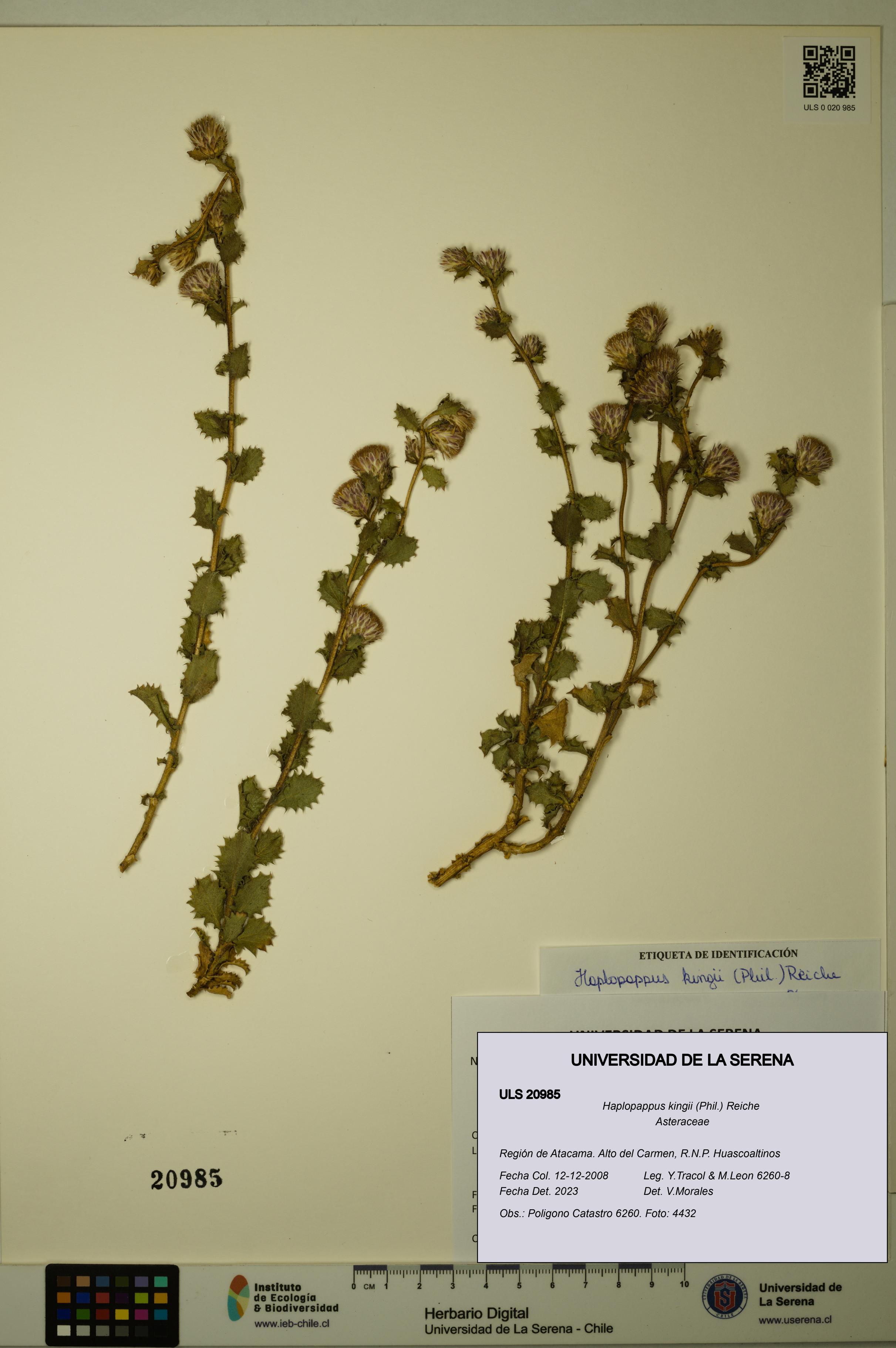 Haplopappus kingii [Espécimen: ULS:ULS:0020985]