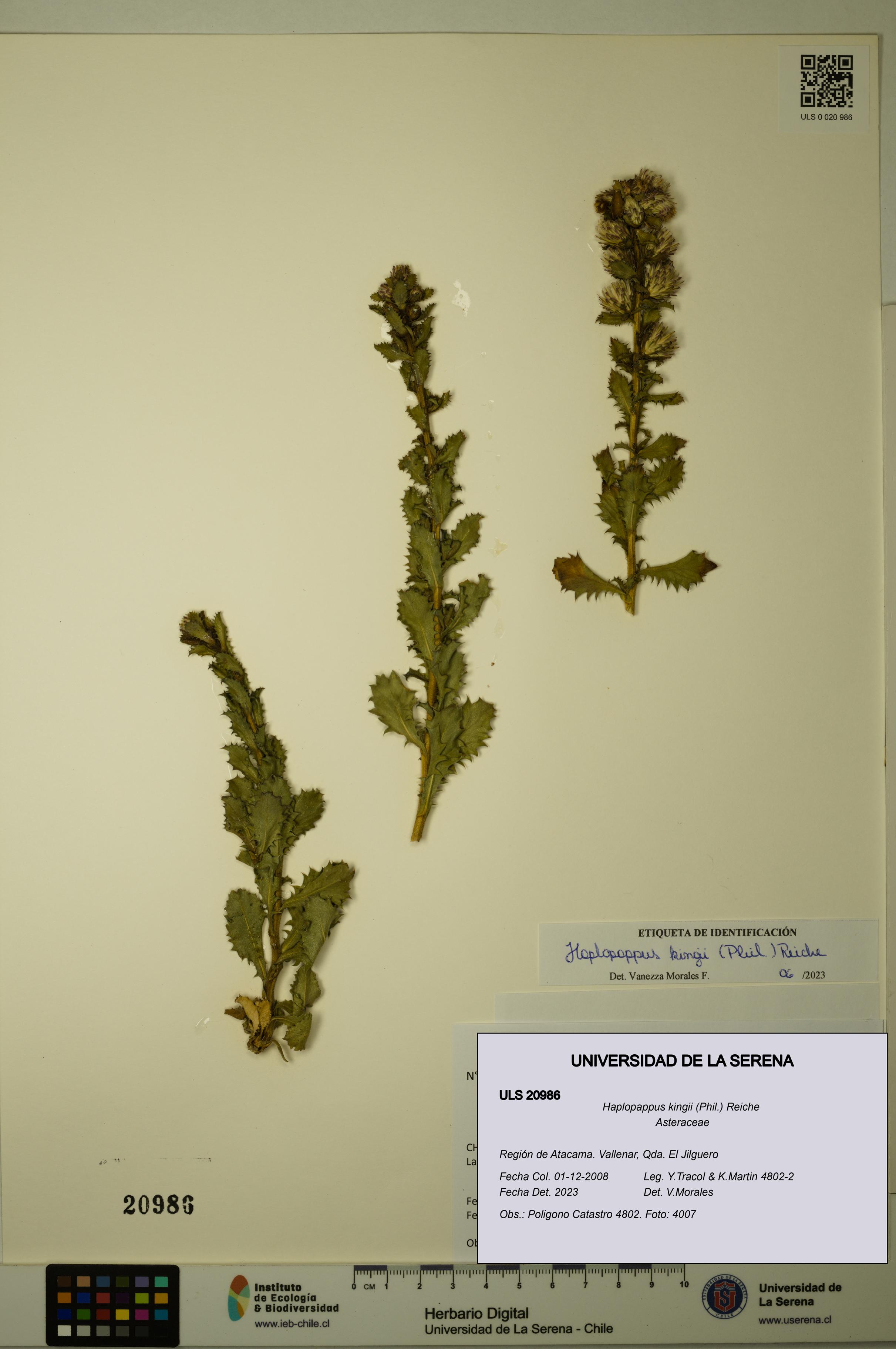 Haplopappus kingii [Espécimen: ULS:ULS:0020986]