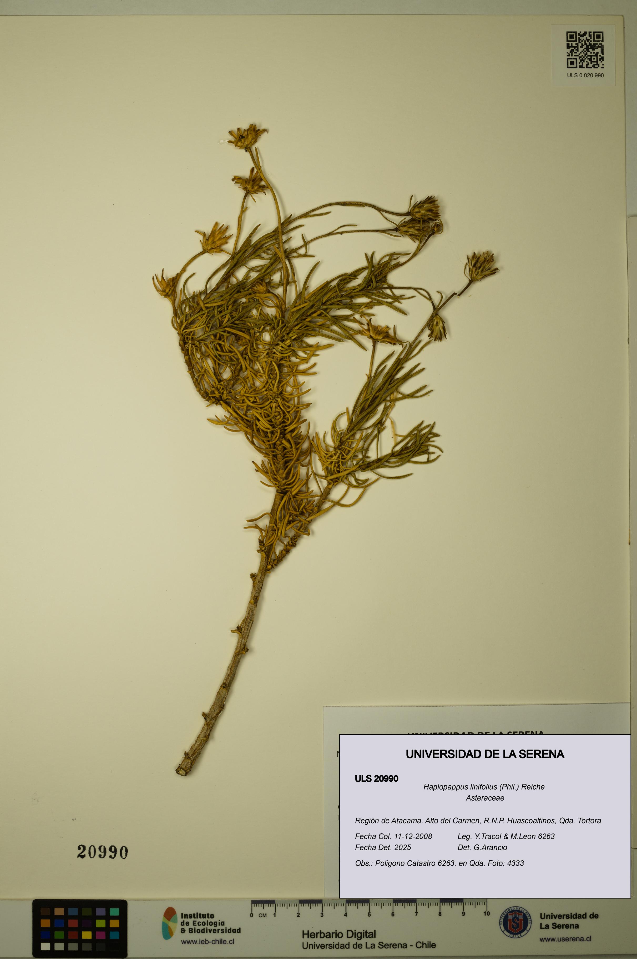 Haplopappus linifolius [Espécimen: ULS:ULS:0020990]