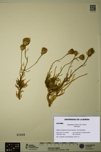 Haplopappus linifolius [Espécimen: ULS:ULS:0020993]