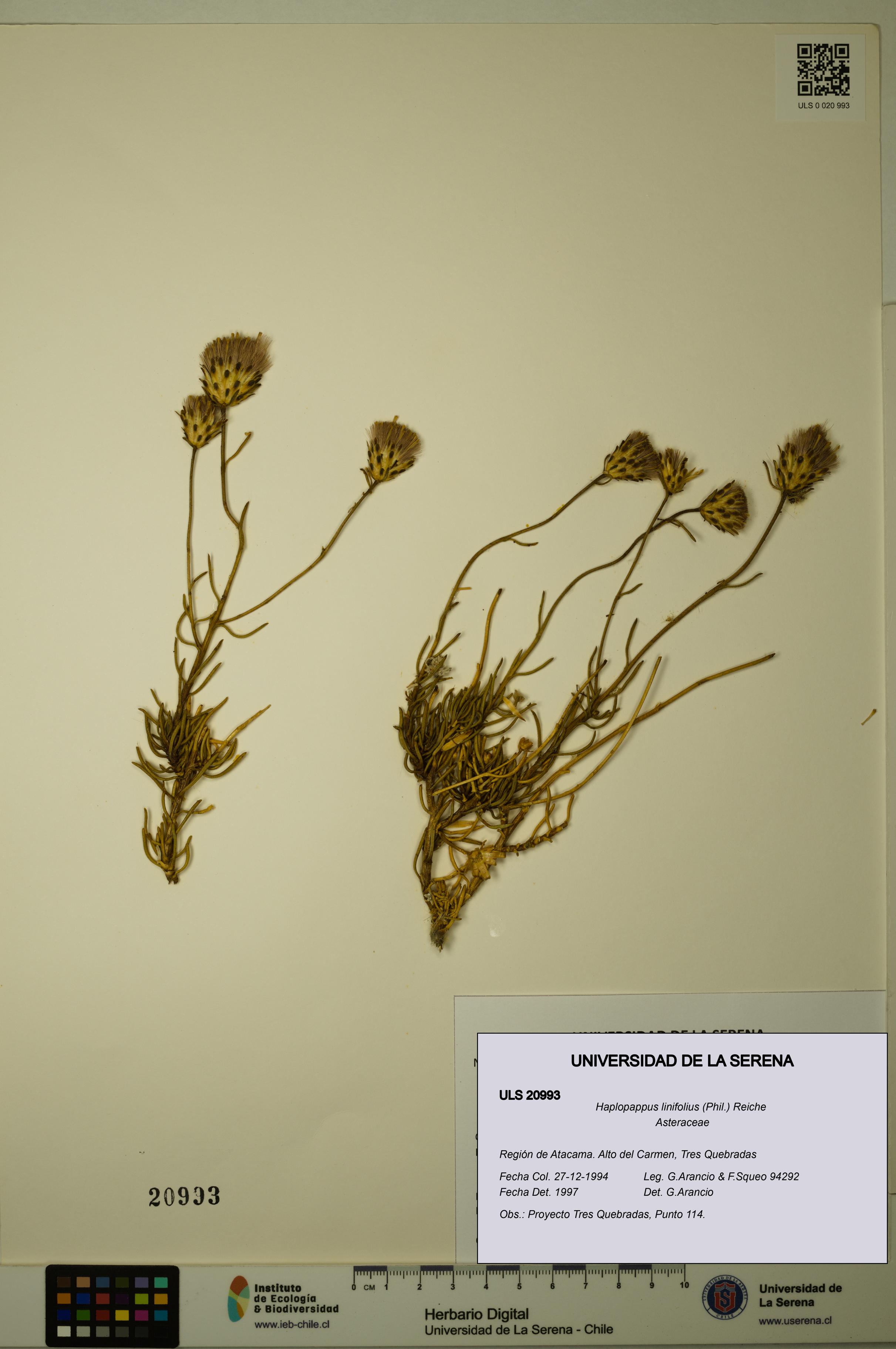 Haplopappus linifolius [Espécimen: ULS:ULS:0020993]
