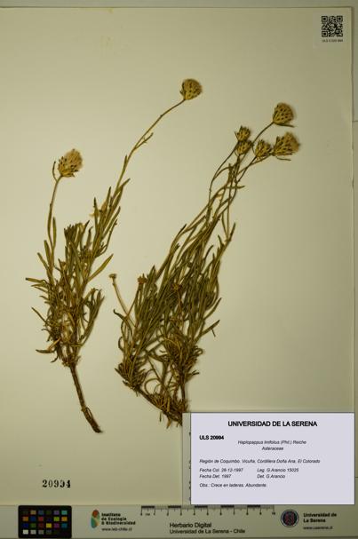 Haplopappus linifolius [Espécimen: ULS:ULS:0020994]