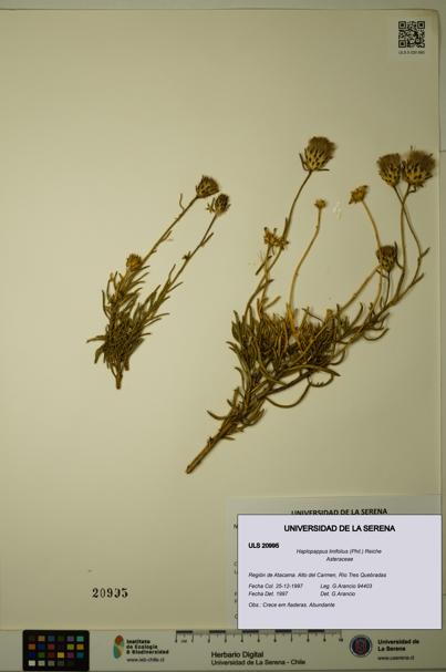 Haplopappus linifolius [Espécimen: ULS:ULS:0020995]