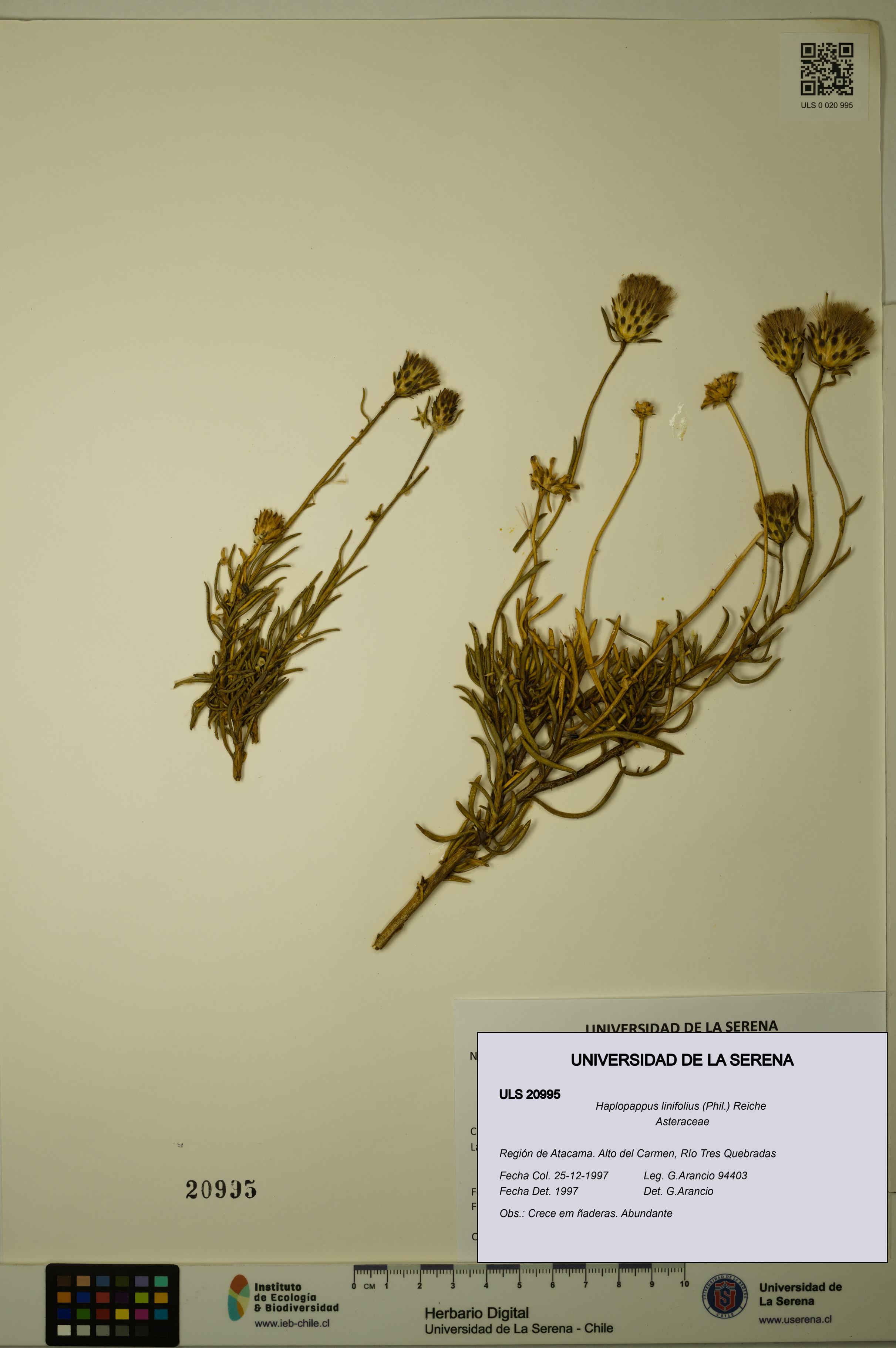 Haplopappus linifolius [Espécimen: ULS:ULS:0020995]