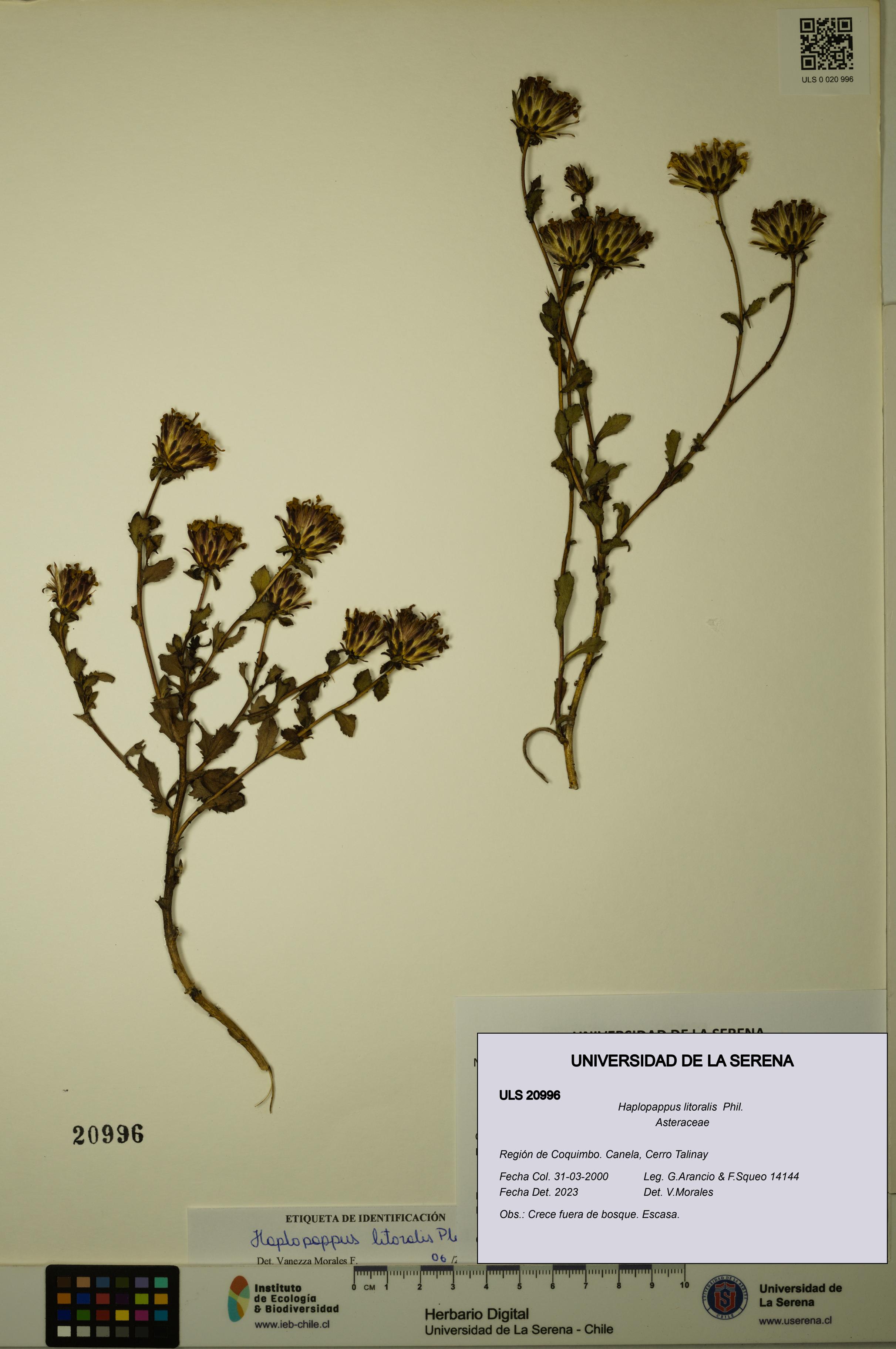 Haplopappus litoralis [Espécimen: ULS:ULS:0020996]